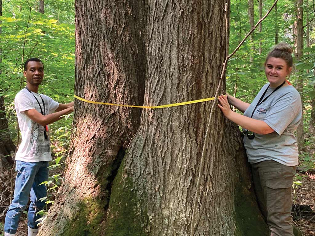 Two students measuring the width of a tree